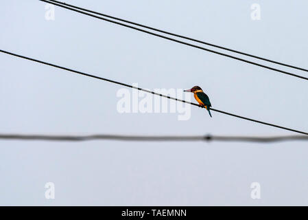 Vue horizontale d'une cigogne-billed kingfisher sur câbles aériens dans l'Inde. Banque D'Images