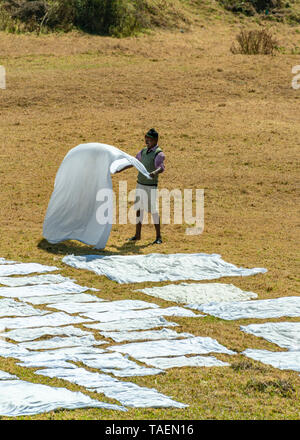 Vue verticale d'un dhobi wallah jeter hors de propre lavage à sec en Inde. Banque D'Images