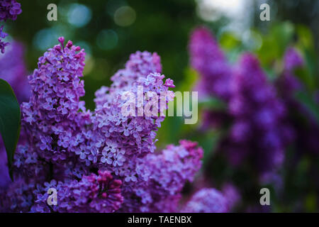Belle fleur fleurs lilas violet sur fond vert floue. Syringa vulgaris fleurs. Banque D'Images