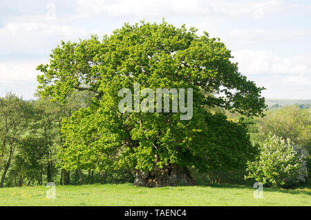 Wyndham juge's Oak, dans le village de Dorset Silton. C'est l'arbre le plus ancien dans le comté et la pensée d'être plus de mille ans. L'Angleterre. Banque D'Images