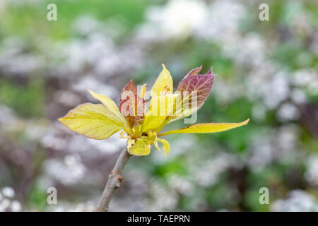 Catalpa bignonioides 'Aurea'. New Golden Bean indiens de feuilles d'arbres au printemps à RHS Wisley Gardens. Surrey, Angleterre Banque D'Images