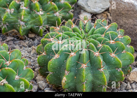 Echinopsis frankii / Pseudolobivia frankii, oursin cactus originaire d'Amérique du Sud Banque D'Images