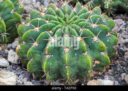 Echinopsis frankii / Pseudolobivia frankii, oursin cactus originaire d'Amérique du Sud Banque D'Images