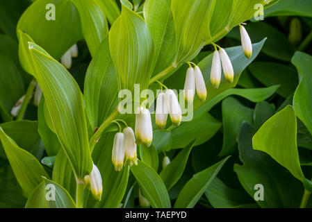 Le sceau de Salomon angulaire / sceau de Salomon parfumés (Polygonatum odoratumin en fleur Banque D'Images