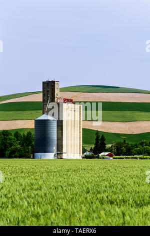 Les silos à grains dans un champ près de Prescott, Washington State, USA Banque D'Images