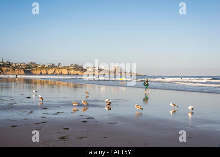 La Jolla Shores Beach sur un mai au matin. La Jolla, Californie, USA. Banque D'Images