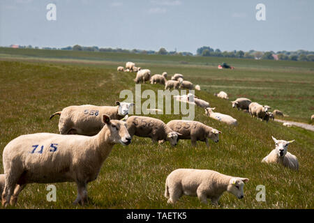 Moutons sur la digue à l'IJsselmeer, un lac dans la région de Pays-bas, Gaasterland, province Frise Banque D'Images