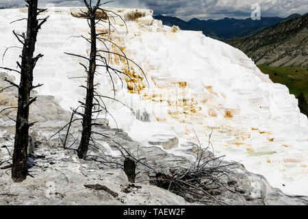 Arbres morts dans des formations de roche calcaire à Mammoth Hot Springs dans le Parc National de Yellowstone dans le Wyoming, USA Banque D'Images