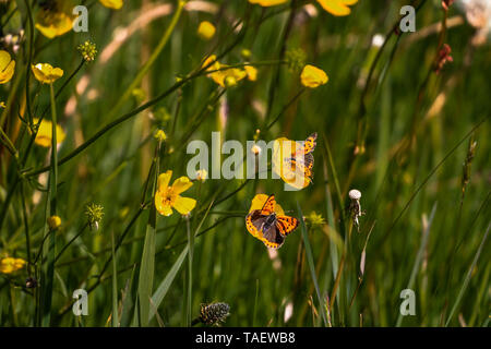 Peu de cuivres sur une fleur de renoncule, province de la Frise, région Gaasterland Banque D'Images