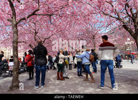 Stockholm, Suède - 22 Avril 2019 : Les gens sous le cerisier Japanesse fleurir dans le parc public Kungstradgarden. Banque D'Images