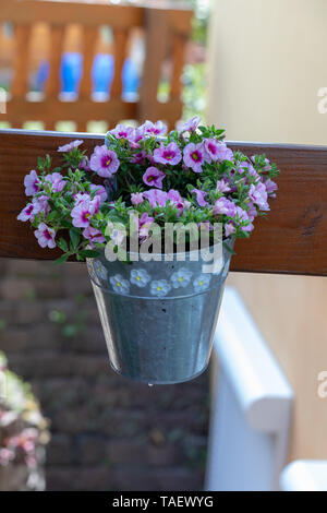 Calibrachoa ou bell flower, Fleur d'un millions cultivés bell, Calibrachoa x hybrid Banque D'Images