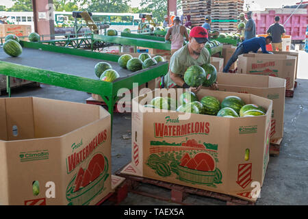 Immokalee, Floride - Les travailleurs de PequeÃ±o pack la récolte de pastèques dans un hangar d'emballage. Banque D'Images