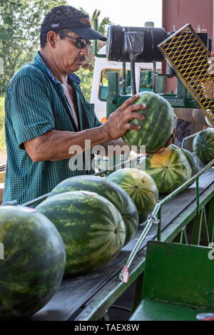 Immokalee, Floride - Les travailleurs de la récolte de pastèques Pequeño pack à un hangar d'emballage. Banque D'Images