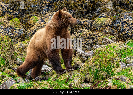 Grizzly Bear cub festoyant le long de la basse tideline dans Knight Inlet, le territoire des Premières Nations, de la Colombie-Britannique, Canada. Banque D'Images