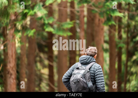 Forêt de pins au début du printemps dans la préfecture de Gifu, Japon Park près de Okuhida Villages avec l'homme marche sur sentier de randonnée Banque D'Images