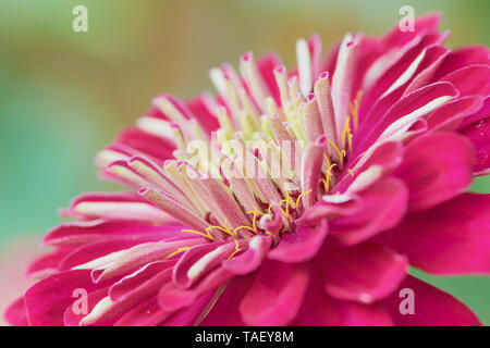 Photo macro d'un dahlia rose avec arrière-plan flou Banque D'Images