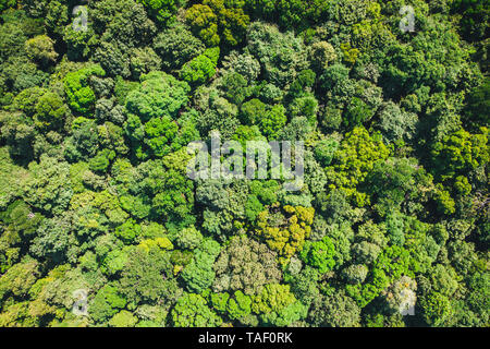 Vue de dessus de l'antenne, la texture de la forêt vue sur la forêt d'en haut. Le fond est vert de jungle ou forêt tropicale. Banque D'Images