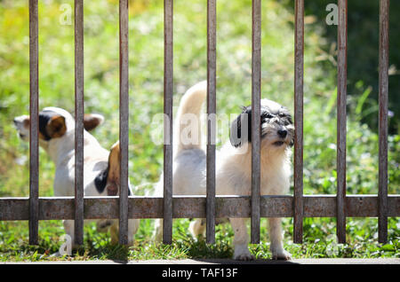 Le chien à l'extérieur de l'attente pour le propriétaire en cour avant clôture à la maison - Animaux chien animal triste Banque D'Images