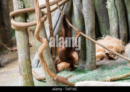 Un jeune orang-outang suspendu à une corde. Banque D'Images