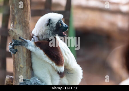 Un Coquerel's Sifaka accroché sur un arbre tout en regardant autour de lui. Cet animal est sur la liste des espèces en péril et est généralement présentes à Madagascar. Banque D'Images