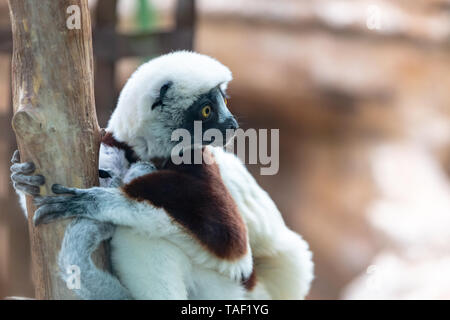 Un Coquerel's Sifaka accroché sur un arbre tout en regardant autour de lui. Cet animal est sur la liste des espèces en péril et est généralement présentes à Madagascar. Banque D'Images