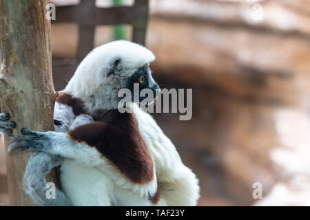 Un Coquerel's Sifaka accroché sur un arbre tout en regardant autour de lui. Cet animal est sur la liste des espèces en péril et est généralement présentes à Madagascar. Banque D'Images