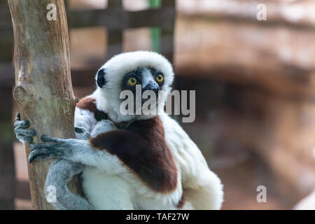 Un Coquerel's Sifaka accroché sur un arbre tout en regardant autour de lui. Cet animal est sur la liste des espèces en péril et est généralement présentes à Madagascar. Banque D'Images