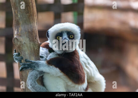 Un Coquerel's Sifaka accroché sur un arbre tout en regardant autour de lui. Cet animal est sur la liste des espèces en péril et est généralement présentes à Madagascar. Banque D'Images