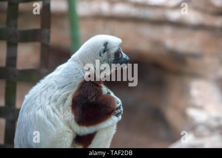 Un Coquerel's Sifaka accroché sur un arbre tout en regardant autour de lui. Cet animal est sur la liste des espèces en péril et est généralement présentes à Madagascar. Banque D'Images