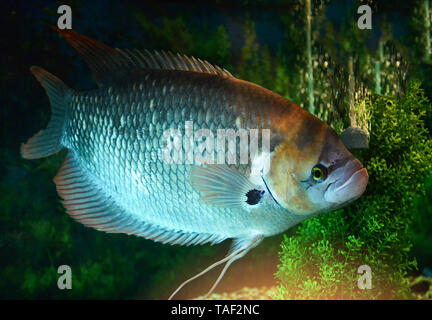 Queue rouge poisson Gourami géant nager sous l'aquarium dans l'aquarium Gourami Osphronemus Goramy / Banque D'Images