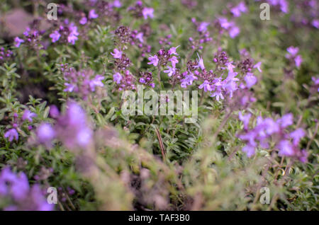 Printemps fleurs violettes. Le thym dans la forêt. Soft focus Banque D'Images