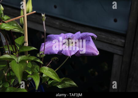 Clematis 'Shimmer' Evipo028, une plante grimpante à feuilles caduques de la famille des Ranunculaceae au printemps Banque D'Images