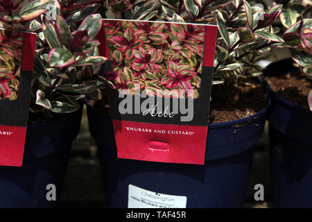 Hebe 'la rhubarbe et crème anglaise', Tull 302, un arrondi, buissonnante, arbuste au printemps Banque D'Images