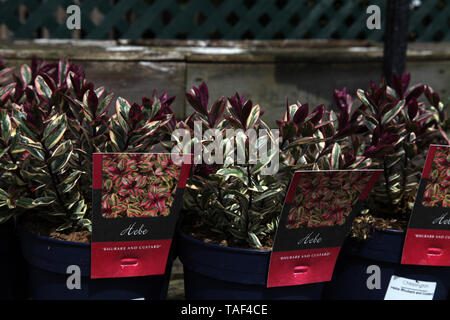 Hebe 'la rhubarbe et crème anglaise', Tull 302, un arrondi, buissonnante, arbuste au printemps Banque D'Images