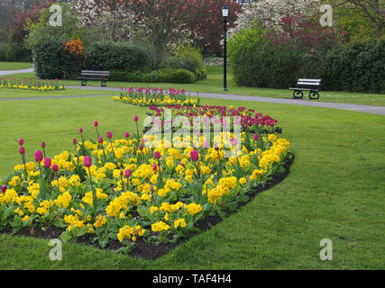 Fleurs de Printemps à Valley Gardens, Harrogate, Yorkshire, Angleterre, avec des primevères jaune et pourpre tulipes. Banque D'Images