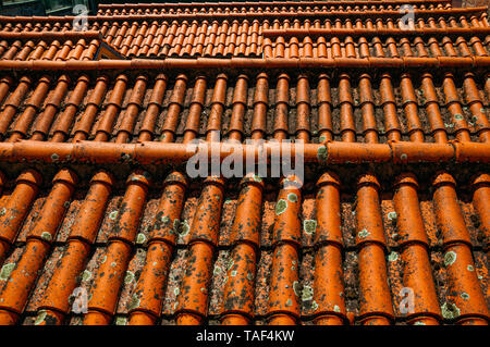 Close-up de tuiles sur toiture recouverte de mousse et de lichens formant un modèle de charme à Belmonte. Naissance de l'découvreur Pedro Cabral au Portugal. Banque D'Images