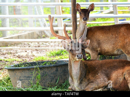 Eld's deer étendue sur le sol / Thamin , Front-chevreuil à la faune dans la ferme Banque D'Images