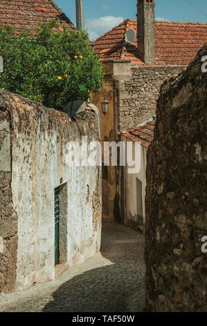 Ruelle déserte avec murs en plâtre usés en face de maisons anciennes et d'orange tree à Belmonte. Naissance de l'découvreur Pedro Cabral au Portugal. Banque D'Images