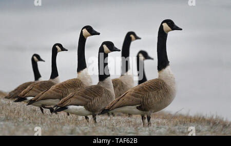 La Bernache du Canada (Branta canadensis) sur banque, du delta de la Sauer, Rhin, Lauterbourg, Alsace, France