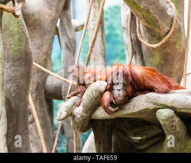 Une mère orang-outan pose avec son bébé jouant autour d'elle. Banque D'Images