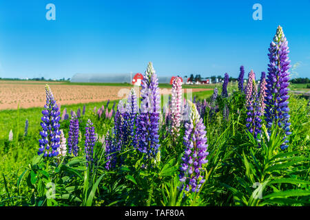 Le long de la route de plus en plus les lupins les champs agricoles dans les régions rurales de l'Île du Prince-Édouard, Canada Banque D'Images