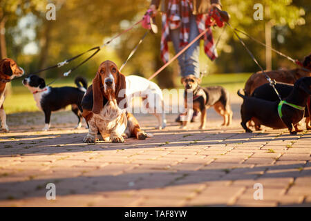 Professional Dog Walker - Basset Hound bénéficiant à marcher à l'extérieur. Banque D'Images