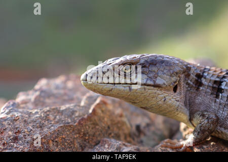 Lézard-alligator du sud (Elgaria multicarinata webbii) Banque D'Images