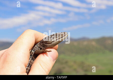 Lézard-alligator du sud (Elgaria multicarinata webbii) Banque D'Images