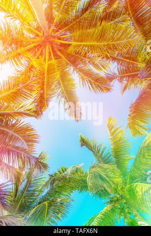 Ciel colorés et de palmiers Vue de dessous, vintage background Banque D'Images