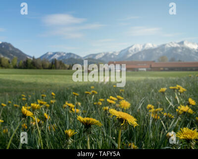 Beau paysage alpin avec flower meadow et alpes en Bavière - Allemagne Banque D'Images