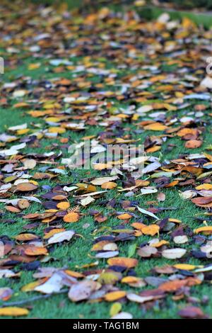 Automne - les feuilles mortes couvrant un jardin à l'automne Banque D'Images