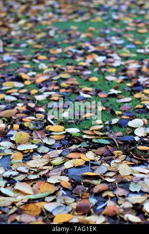 Automne - les feuilles mortes couvrant un jardin à l'automne Banque D'Images