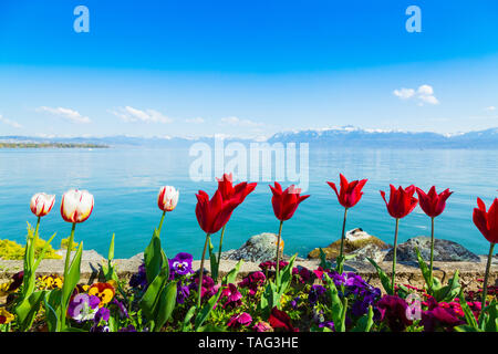 Fleurs de tulipe sur la rive du lac de Genève à Lausanne Banque D'Images