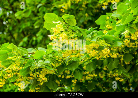 Floraison jaune avec des fleurs de tilleul sur branch Banque D'Images